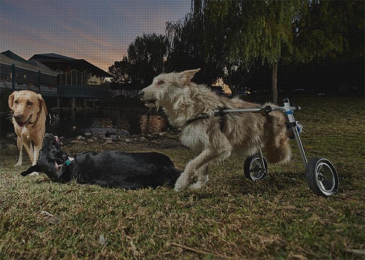 Las mejores andadoras perros andadoras para perros