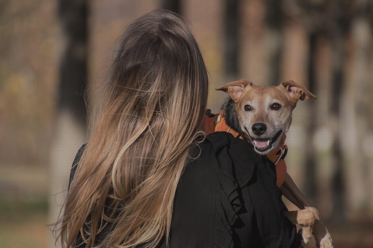 Las mejores marcas de arneses arnes con silla