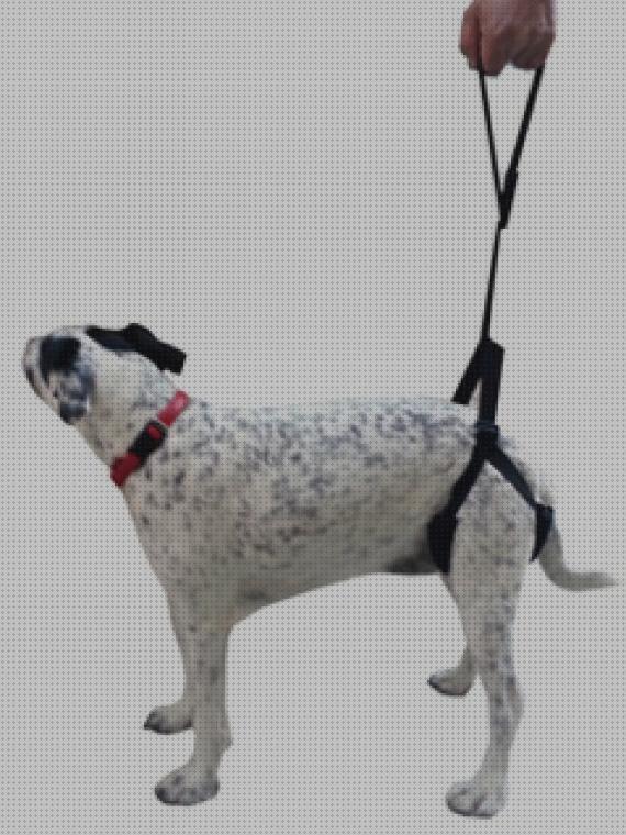 ¿Dónde poder comprar ortopedicos perros arnes ortopedico para perros patas traseras?