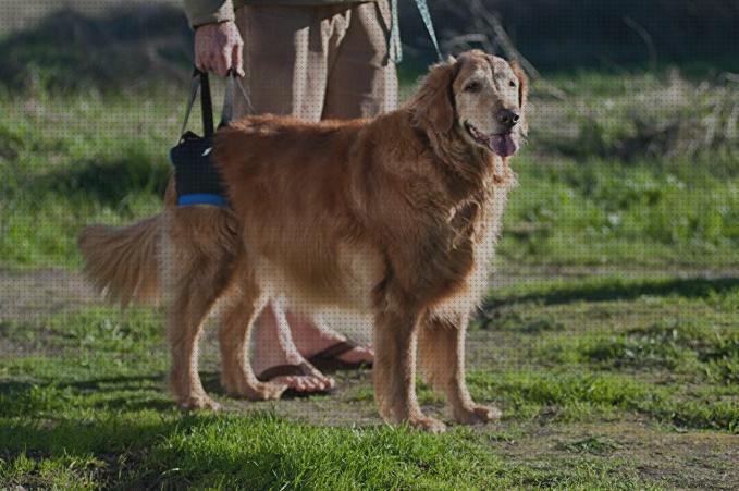 Las mejores patas arnes ortopedico perro tres patas