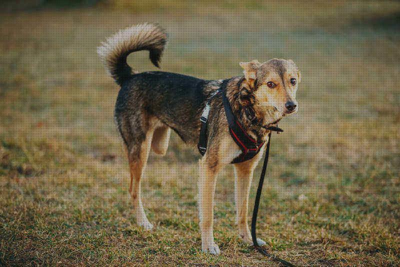 ¿Dónde poder comprar patas arnes ortopedico perro tres patas?