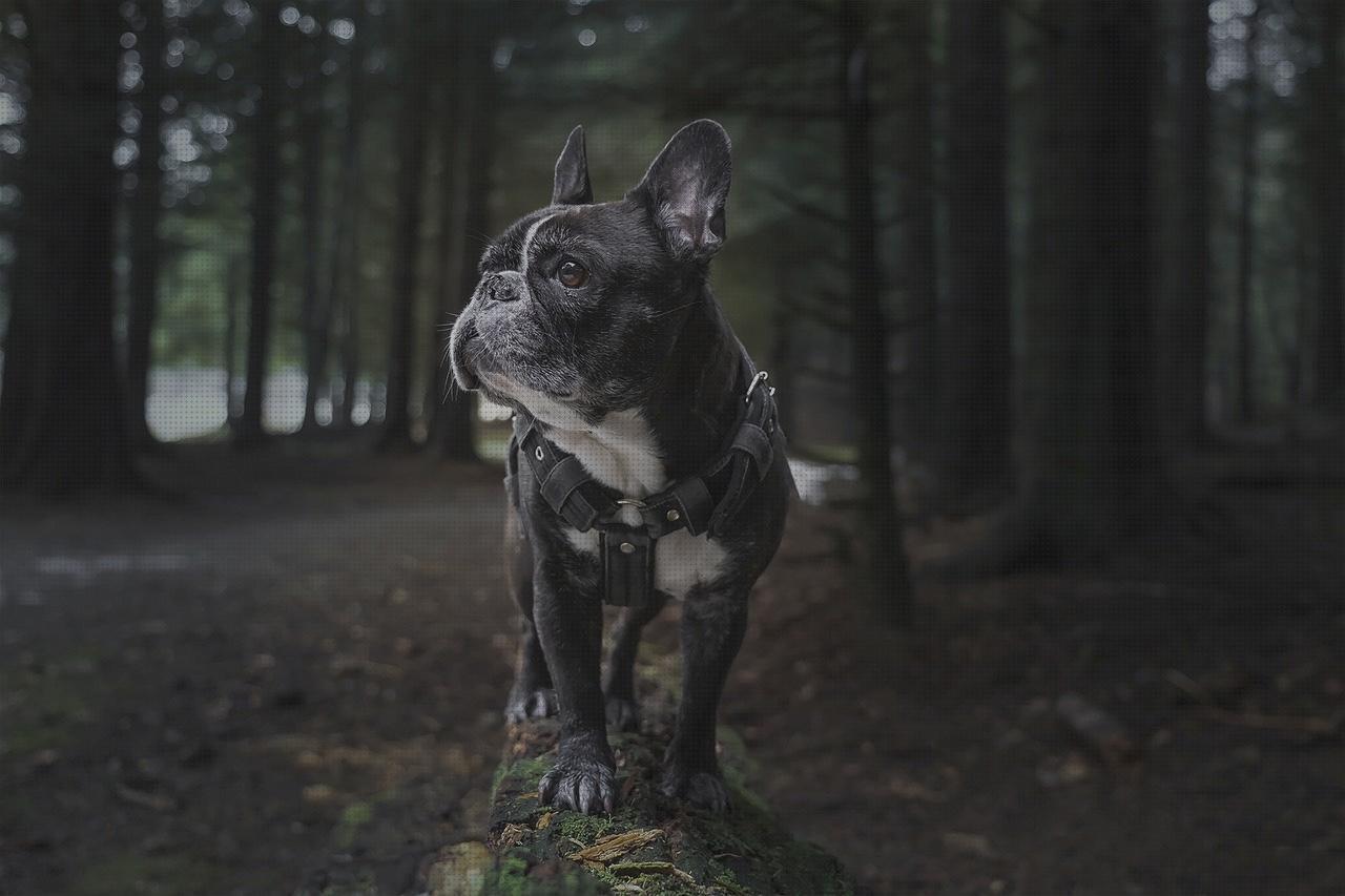 Los 28 Mejores Arneses Ortopédicos Para Perros