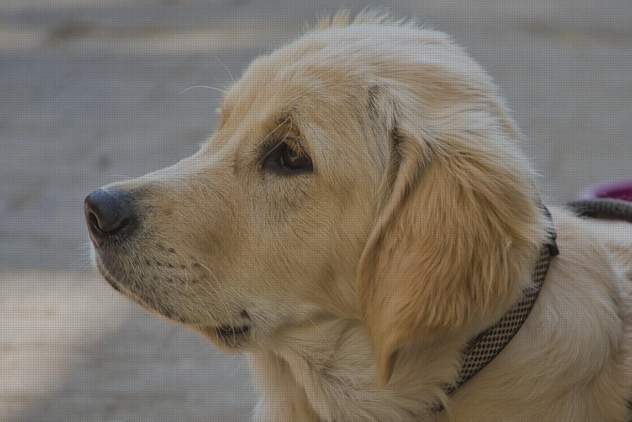 Las mejores marcas de arneses arnes perro ciego