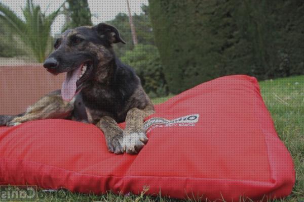 Las mejores ortocanis cama ortopedica perro ortocanis