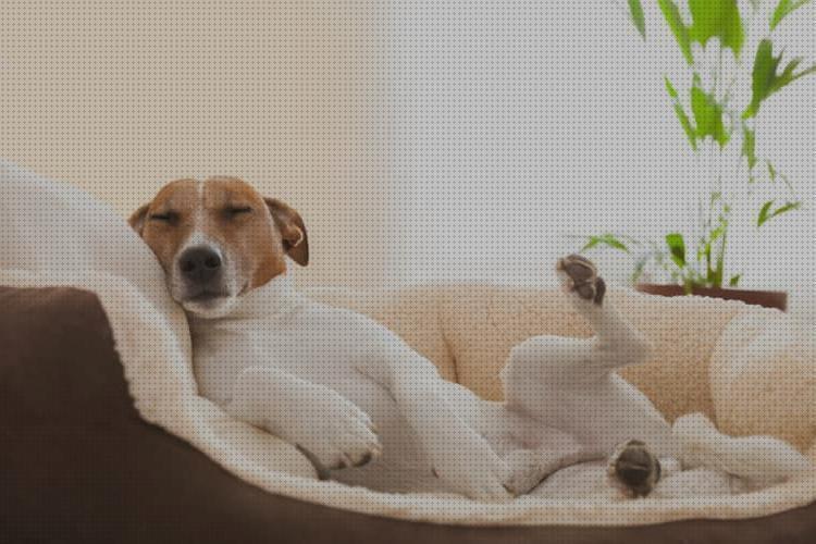 Las mejores marcas de perros camas camas ortopedicas para perros precio mas baratos