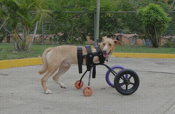 ¿Dónde poder comprar perros carrito ortopedico para perros invalidos?