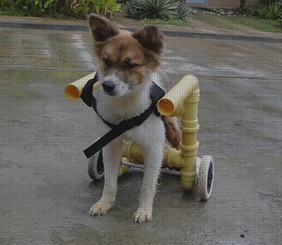 Las mejores carritos ortopedicos carritos ortopedicos para gatos