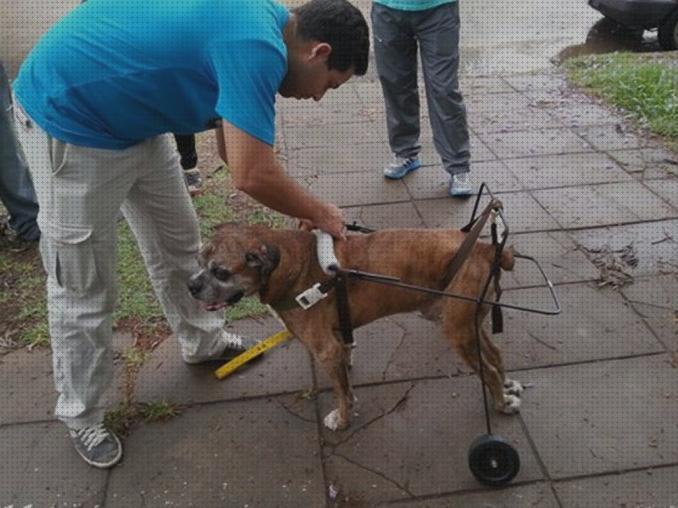 Las mejores carros carro ortopedico perro