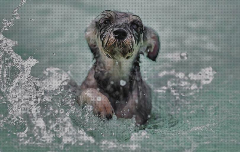 ¿Dónde poder comprar precios cintas andadora para perros de agua precios?