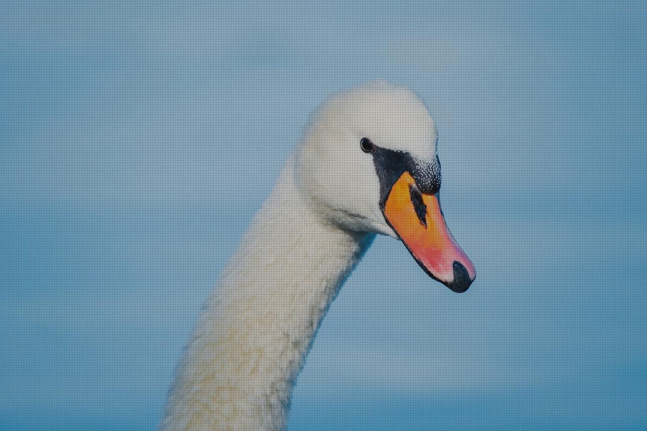 Las mejores marcas de cuello ortopédico melatonina capsulas 5 mg colageno hidrolizado capsulas cuello de cisne