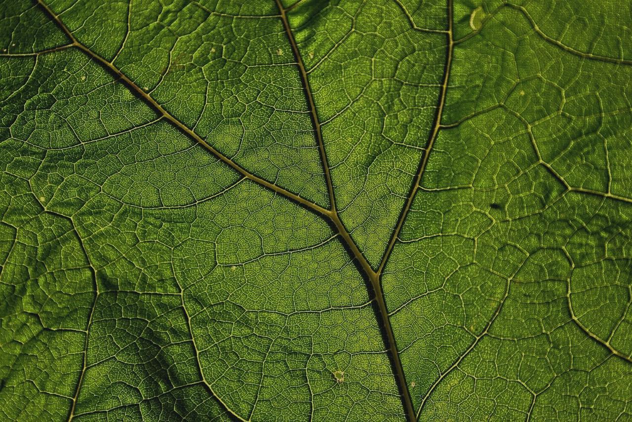 Las mejores hoja de exploración ortopédica kons bambas ortopédicas almohada de viaje cervical concord hoja bisturi