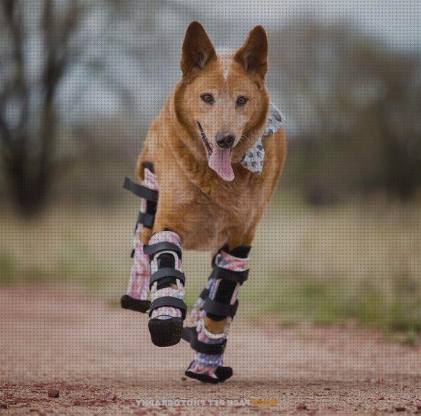 ¿Dónde poder comprar perros material ortopedico para perros?