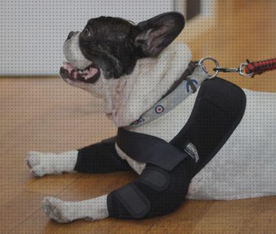 Review de ortesis para patas de perro con artrosis
