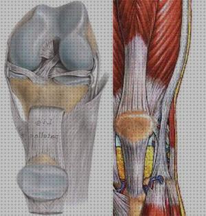 Las mejores tendon ortesis ortesis rotura tendon rotuliano