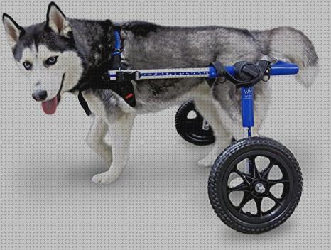 Review de ortocanis silla de ruedas para perros