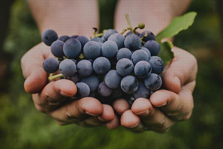 Los 9 Mejores Resveratrol En Las Uvas