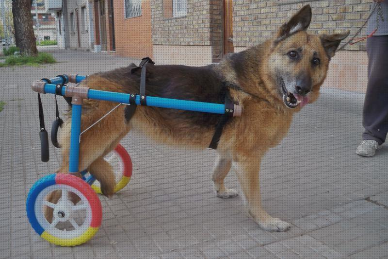 Las mejores sillas silla de ruedas canina