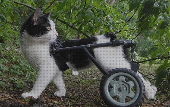 Las mejores gatos ruedas silla de ruedas para gatos precio