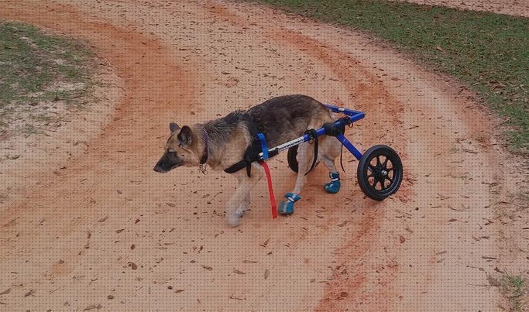 Review de silla de ruedas para perros artesanal