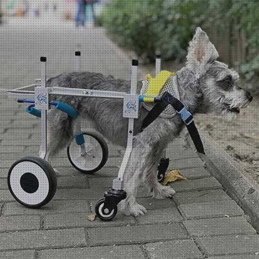 Review de silla de ruedas para perros patas traseras