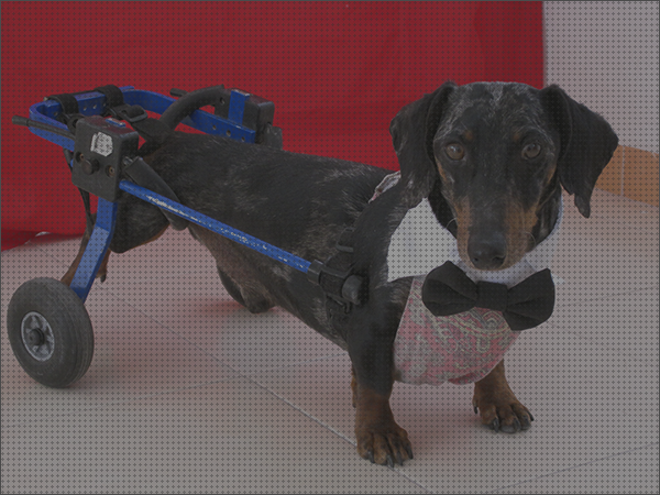 Las mejores perros ruedas silla de ruedas para perros salchichas