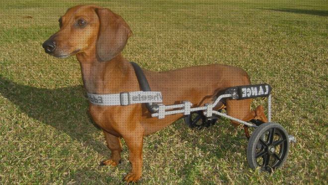 Review de silla de ruedas para perros salchichas