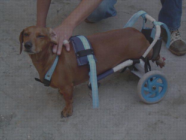 Opiniones de perros ruedas silla de ruedas para perros salchichas