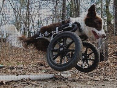 ¿Dónde poder comprar perros ruedas silla de ruedas para perros yorkshire?