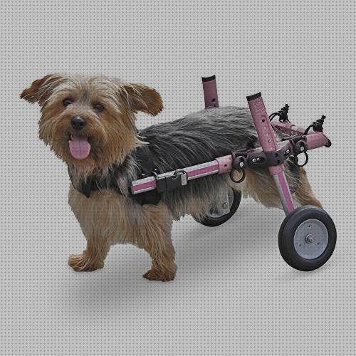 Review de silla de ruedas para perros yorkshire