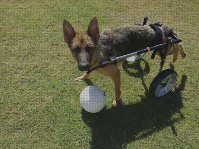 ¿Dónde poder comprar perros sillas ruedas silla de ruedas perro grande?