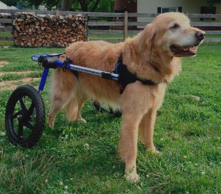 Review de silla de ruedas perro pvc
