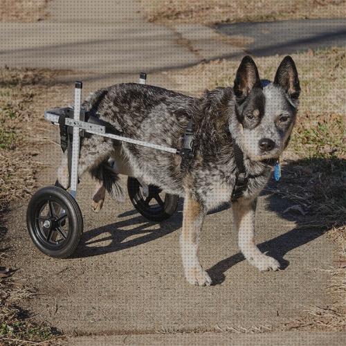 Las mejores perros sillas ruedas sillas de ruedas para perros baratas