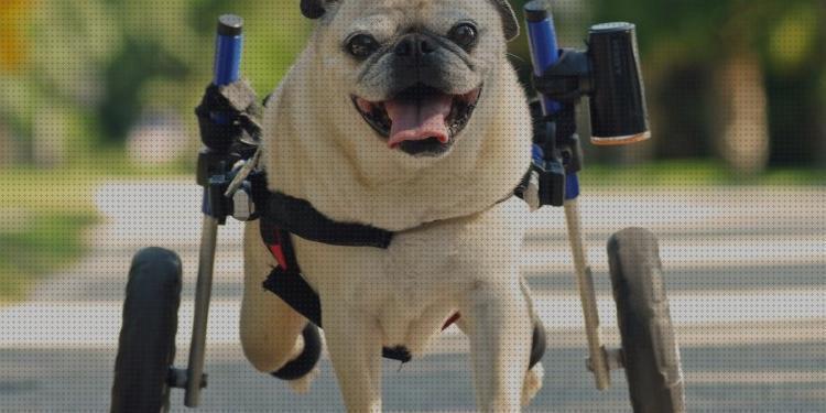 Opiniones de perros sillas ruedas sillas de ruedas para perros baratas