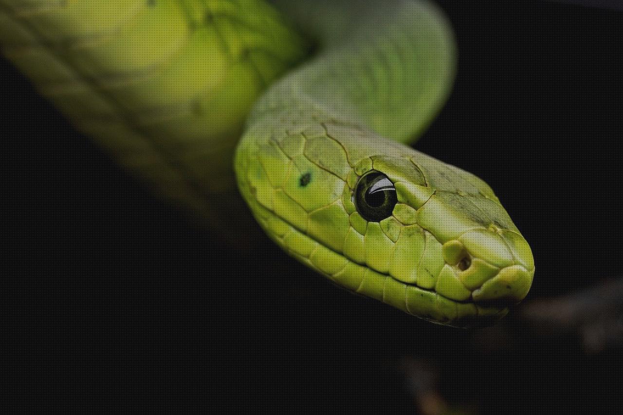 ¿Dónde poder comprar ortopedia bami columna cervical rectificada kons bambas ortopédicas venom espalda?